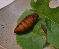 カイコのさなぎの釜揚げ