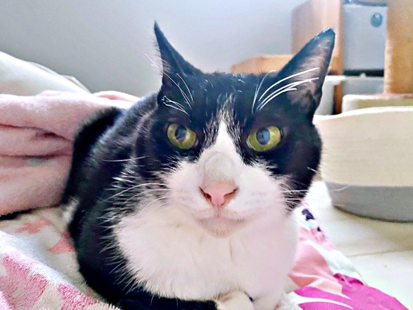 飼い主さん家族に見守られながら健やかな日々を過ごすシノスケくん（画像提供：nenekoさん）