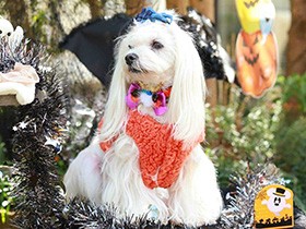 写真を撮るときはモデルのようにぴたり　マルチーズの「きなこ」