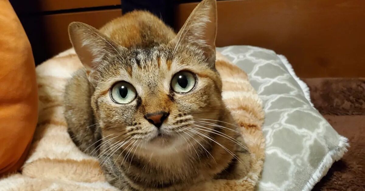 【素敵な額入り】　猫　優しいキジトラちゃん　53cm×41cm クッションでぽーっとしながら香箱座り キジトラ猫の「令（れい