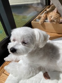 仲良く日向ぼっこする（奥）きーすけくん、（手前）ポッケちゃん（画像提供：ポッケちゃん）