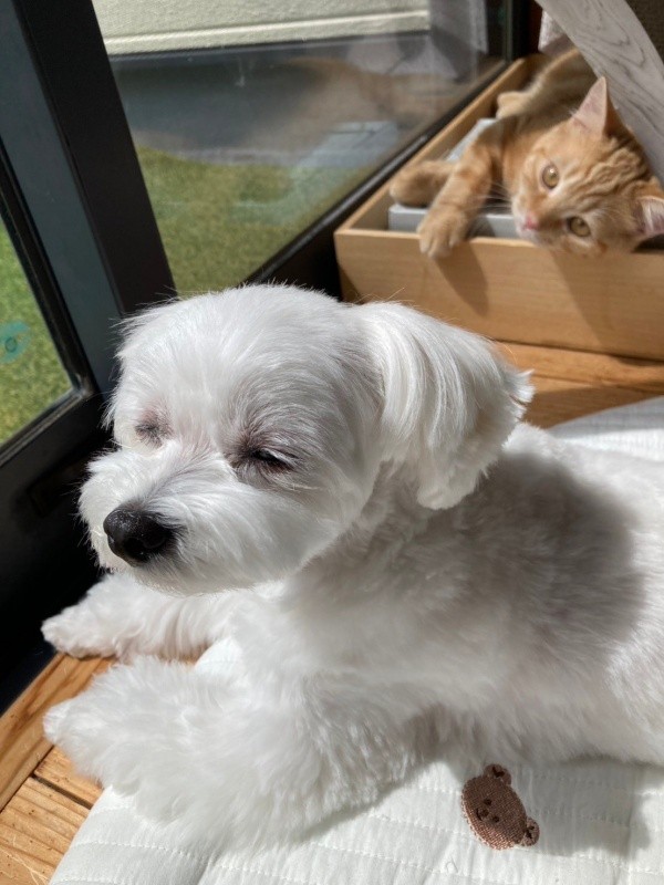 仲良く日向ぼっこする（奥）きーすけくん、（手前）ポッケちゃん（画像提供：ポッケちゃん）