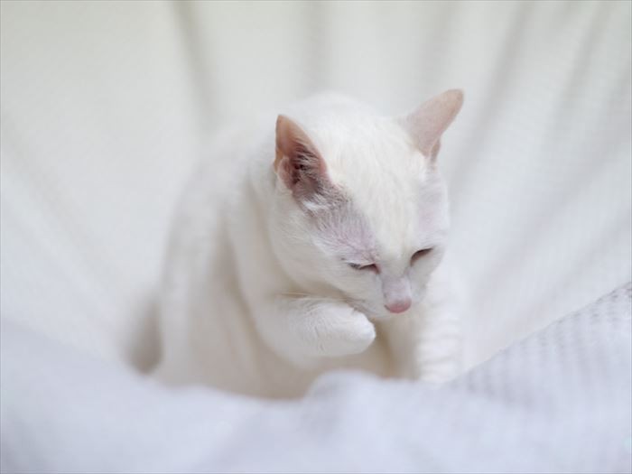 「ふふふ」（小林写函撮影）