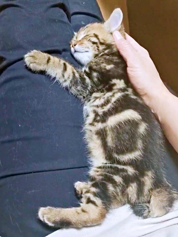 膝上ですやすや眠るちびすけくん（画像提供：あるくきくらげさん）