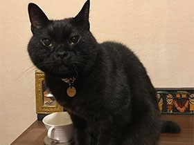 ベランダをよじ登ってうちにやって来た黒猫「コピ」