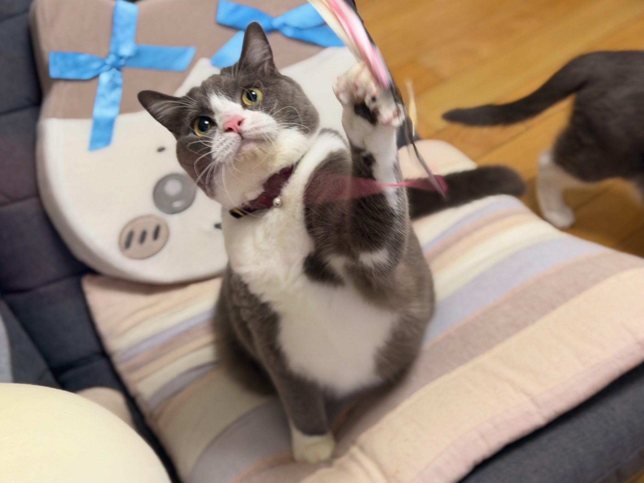 猫じゃらしをキャッチした瞬間の猫さんのお顔が！「あふれる歓喜と熱狂