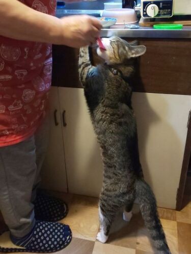 母、和子さんからスプーンでごはんをもらう先代のあみちゃん（利恵さん提供）