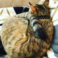 長いシマシマ尻尾がマフラーのよう