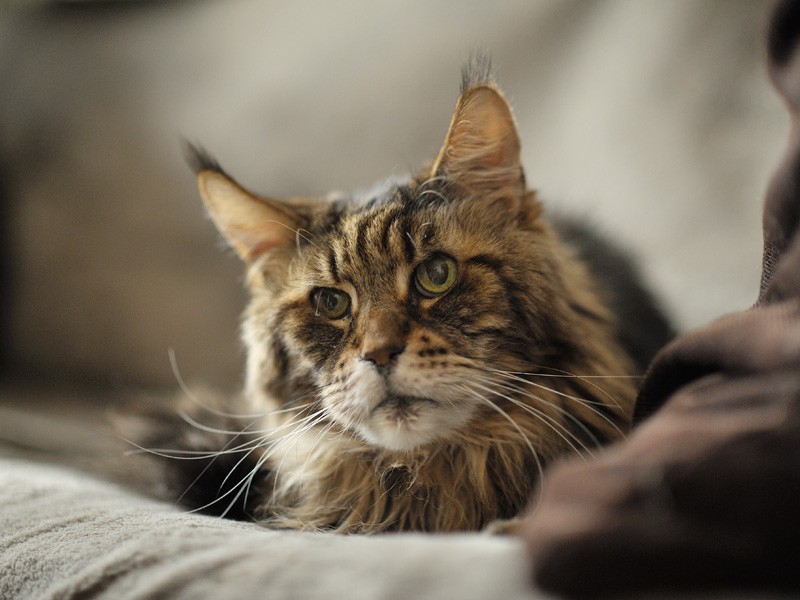 「うちのお母さん頭いいんだ、行政書士さんなんだ。だから僕も利口そうにしてるんだ」（小林写函撮影）