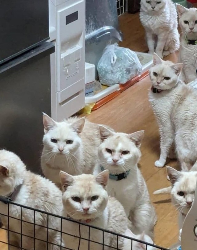 ペット不可のマンションでスコティッシュの多頭飼育崩壊が発覚（「ののいち にゃんこのおうち」さん提供）