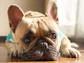 ドッグランで走り回るのが大好き！　フレブルの「ぽん太」