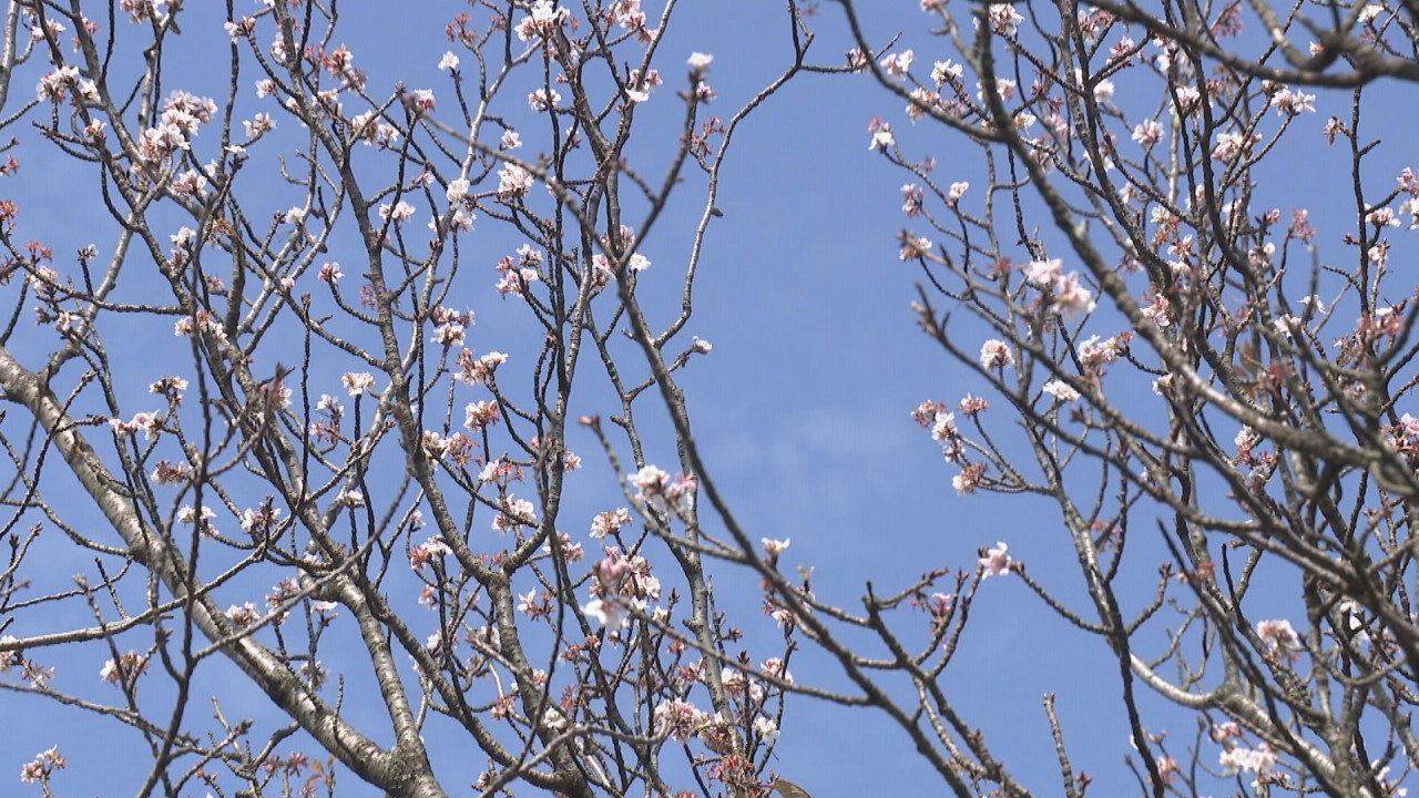 季節を勘違い 香川県各地でソメイヨシノなど桜が開花 Ksbニュース Ksb瀬戸内海放送 季節を勘違い 香川県各地でソメイヨシノなど桜が開花 Ksbニュース Ksb瀬戸内海放送