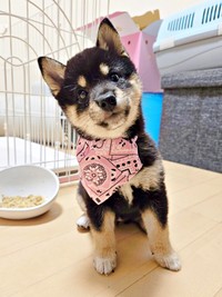 「ぬいぐるみみたい！」 多くの人のハートを射抜いたつむぎちゃん（画像提供：つむぎさん）