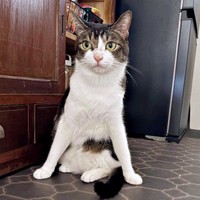 堂々とした立ち姿がかっこいい睦月さん（画像提供：かわいい睦月さんとくるみさん）