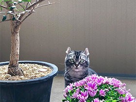 アライグマのように手が器用　アメリカンカール「リリーローズ」