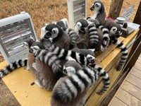 大混雑！　写真提供：日本モンキーセンター