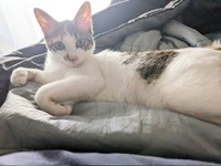 まったりくつろぐ三美ちゃん（画像提供：三美お嬢様はお猫様さん）