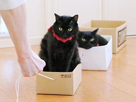 瀕死の子猫を救ったのは、子どもらに受け継がれた母の猫好き魂