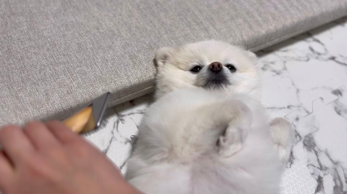 愛犬はボクちゃん ヨドバシ.com - オスト 8202-852 [トコトコワンちゃん パグ] 通販