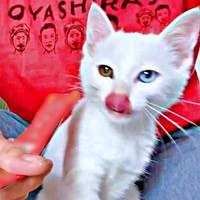 初めてのおやつ！ おしゃべりをはじめたおもちくん（画像提供：瞳さん）