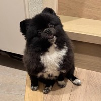 風貌が信楽焼のたぬきにそっくりなくつしたちゃん（提供：ノア＆くつした【ぼくらはポメラニアン】さん）