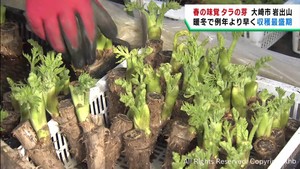 春の味覚タラの芽の収穫が早まる　暖冬の影響　宮城・大崎市岩出山
