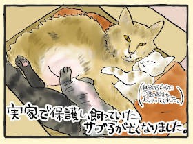猫の秘密結社、再び　愛猫とのお別れ後、母のもとに瞬殺で子猫がやってきた