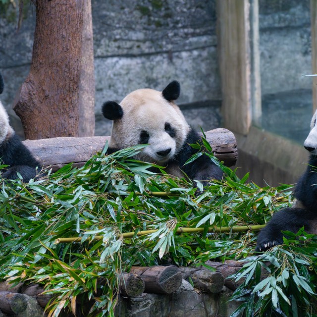 炒め物食材のイメージを脱却するかもしれないタケノコ　※写真はイメージです