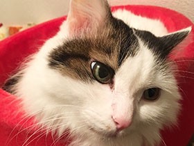 どんどん甘えん坊になってるね　フワフワなミックス猫「らん」