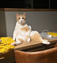 留守中もお得意ポーズで座っていたぽーちゃん（画像提供：ぽーの呟き…ときどきテトさん）