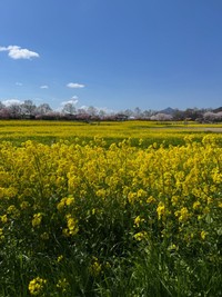 ろくくんはどこ！？ 歯の花畑と見事に一体化（画像提供：柴犬 ろくさん）