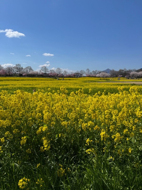 ろくくんはどこ！？ 歯の花畑と見事に一体化（画像提供：柴犬 ろくさん）
