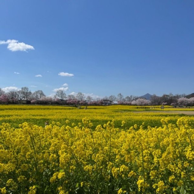 ろくくんはどこ！？ 歯の花畑と見事に一体化（画像提供：柴犬 ろくさん）