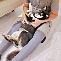 パパと仲良く過ごすあおいちゃん（画像提供：黒柴あおいさん）