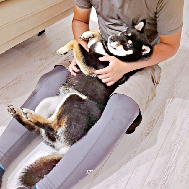 パパと仲良く過ごすあおいちゃん（画像提供：黒柴あおいさん）