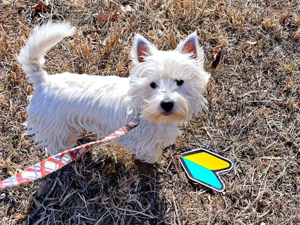 草むらで「初心者マーク」を発見したタオくん（画像提供：もちもちたおちさん）