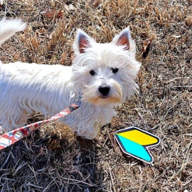 草むらで「初心者マーク」を発見したタオくん（画像提供：もちもちたおちさん）