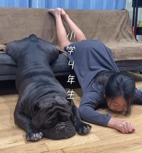 お決まりのポーズ！大きくなったね（提供：＠americanbully_atom0106さん）
