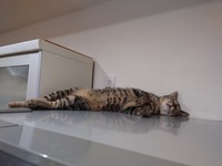 すっかりくつろいでいる＝キジトラのチビ&ムギさん提供