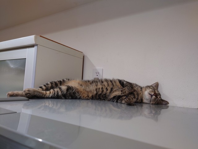 すっかりくつろいでいる＝キジトラのチビ&ムギさん提供