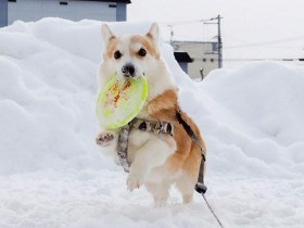 雪国のお散歩、そりで楽チン　コーギー「ノエル」の好きなモノ
