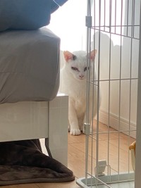 トイレを片付けていたらじっと見ていた＝たにゃさん（@kabukinoraneko）提供