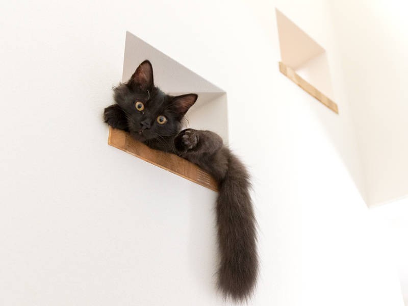 楓は長毛さんなんだね