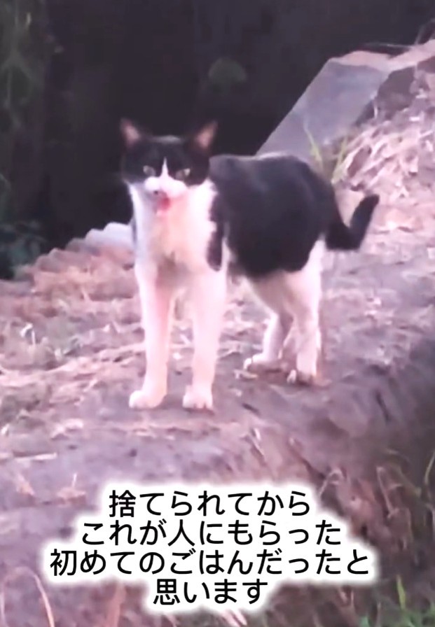 2019年の7年前、川岸に捨てられていた猫のチコちゃん。ひどく痩せていたという（藤田敬子さん提供、Instagramよりキャプチャ撮影）