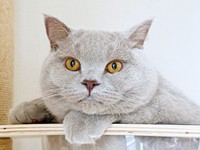 もちもちほっぺがキュートなもめんくん（画像提供：もめんさん）