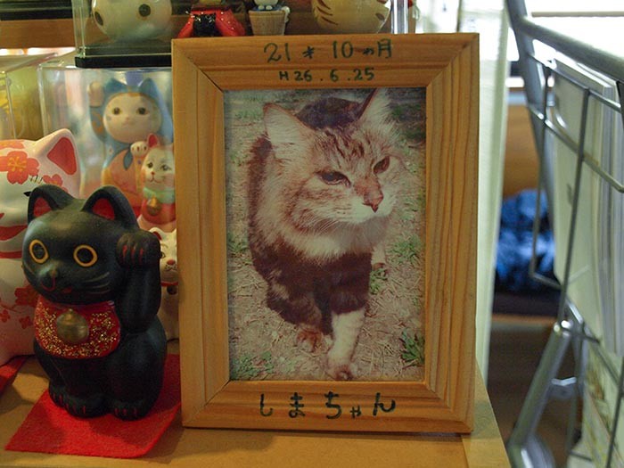 初代番頭猫の「シマ」。大切に飾られていた晩年の写真