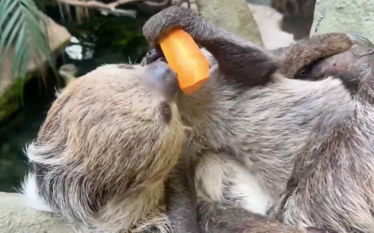 一瞬だけ自分のニンジンを食べようとするマロロ（那須どうぶつ王国のTwitterの動画のキャプチャ画像）