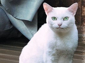 縁側が似合う猫　「庭」という宇宙の境界線に生きている