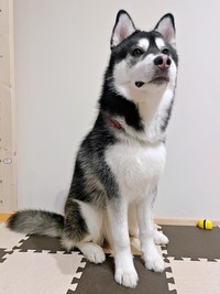 凛々しいお顔とたたずまいがかっこいいおとびくん（画像提供：おとび シベリアンハスキー（カイヌシ：ナルコ）さん）