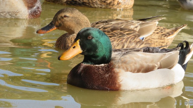 マガモとカルガモ